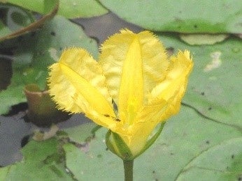 花の文化園 アジサイまつり　購入もできるアジサイの小川 が登場!!