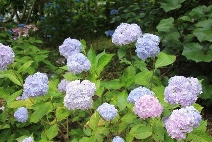 花の文化園 アジサイまつり　購入もできるアジサイの小川 が登場!!