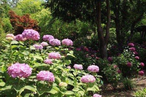 花の文化園 アジサイまつり　購入もできるアジサイの小川 が登場!!