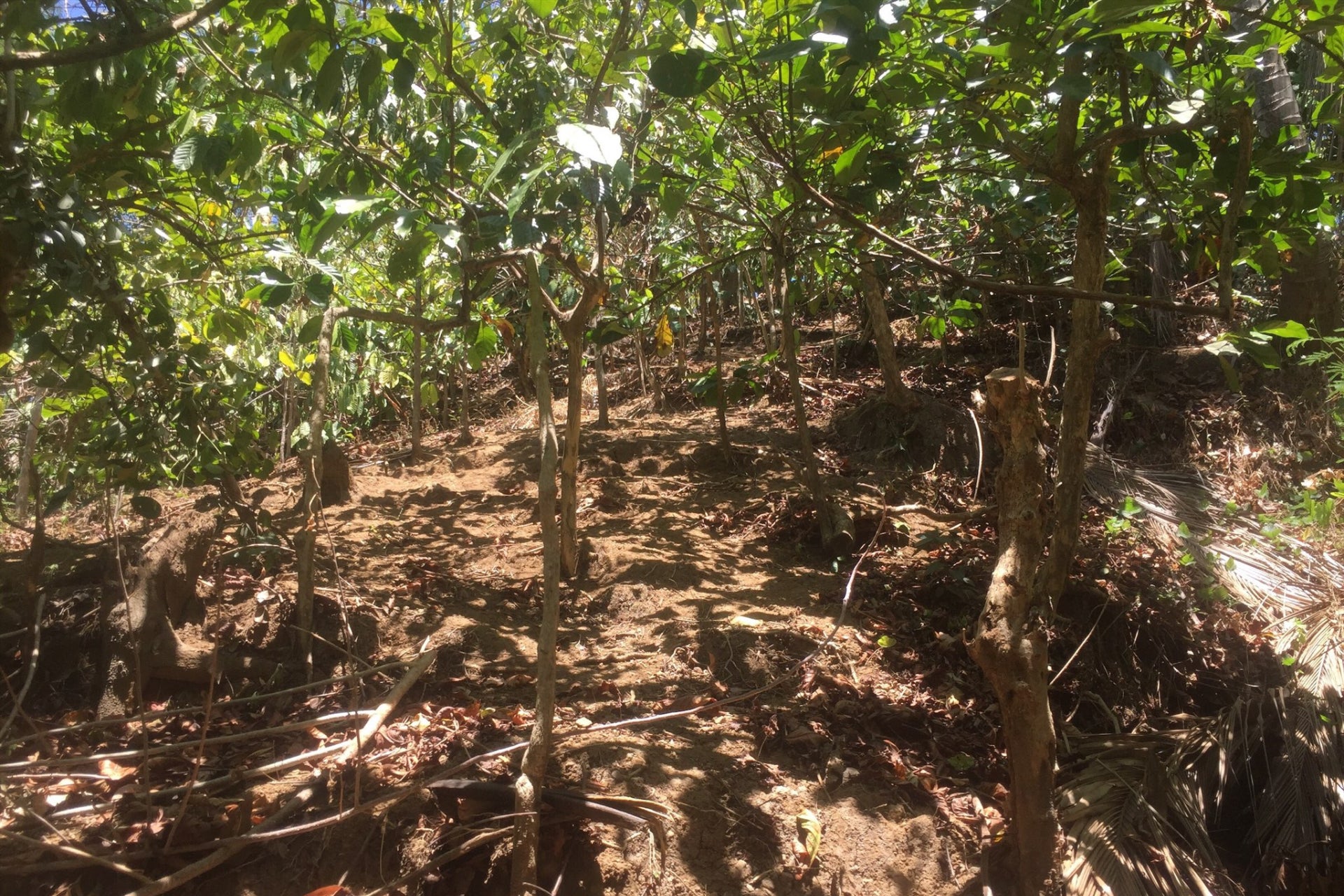 BARAKO BOX、リベリカ種コーヒー生産農家への支援を発表