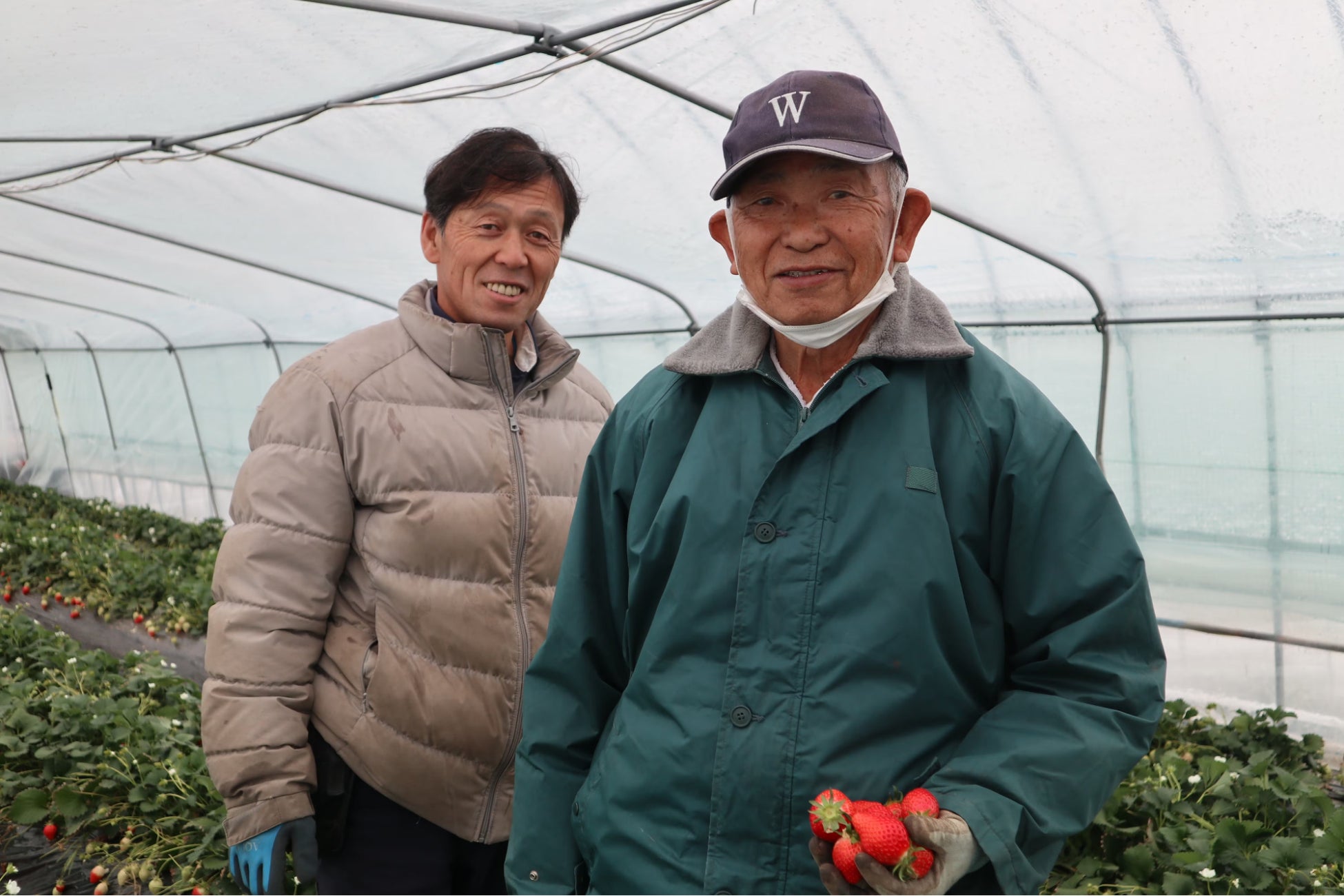 農地継承で引き継いだ2代目！天災に見舞われた群馬県の『いちご農家』再生をかけてクラウドファンディング初...