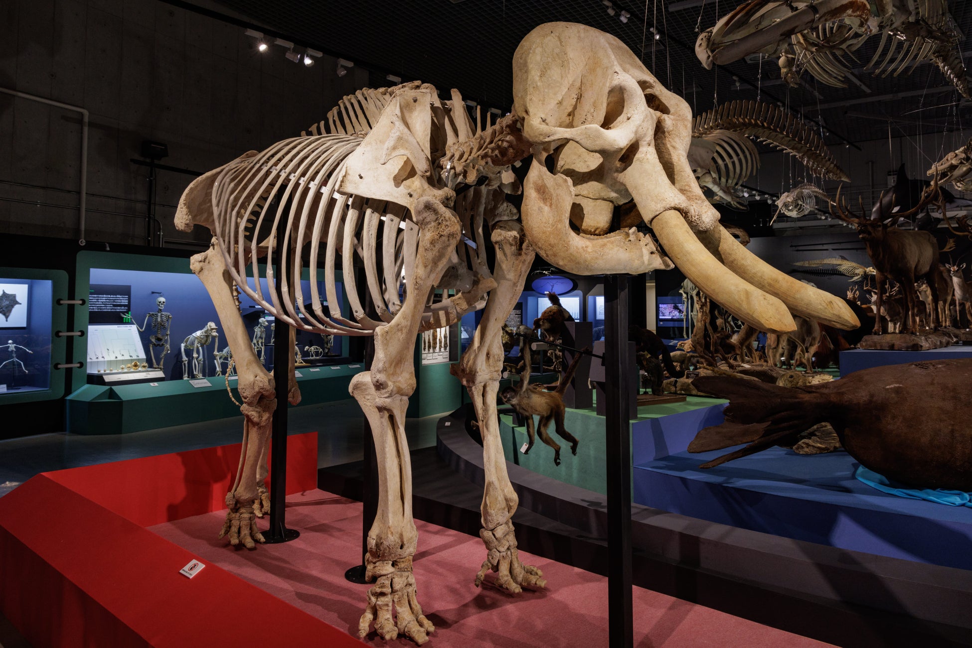 東京会場での「アジアゾウの全身交連骨格」の展示の様子（撮影：山本倫子）