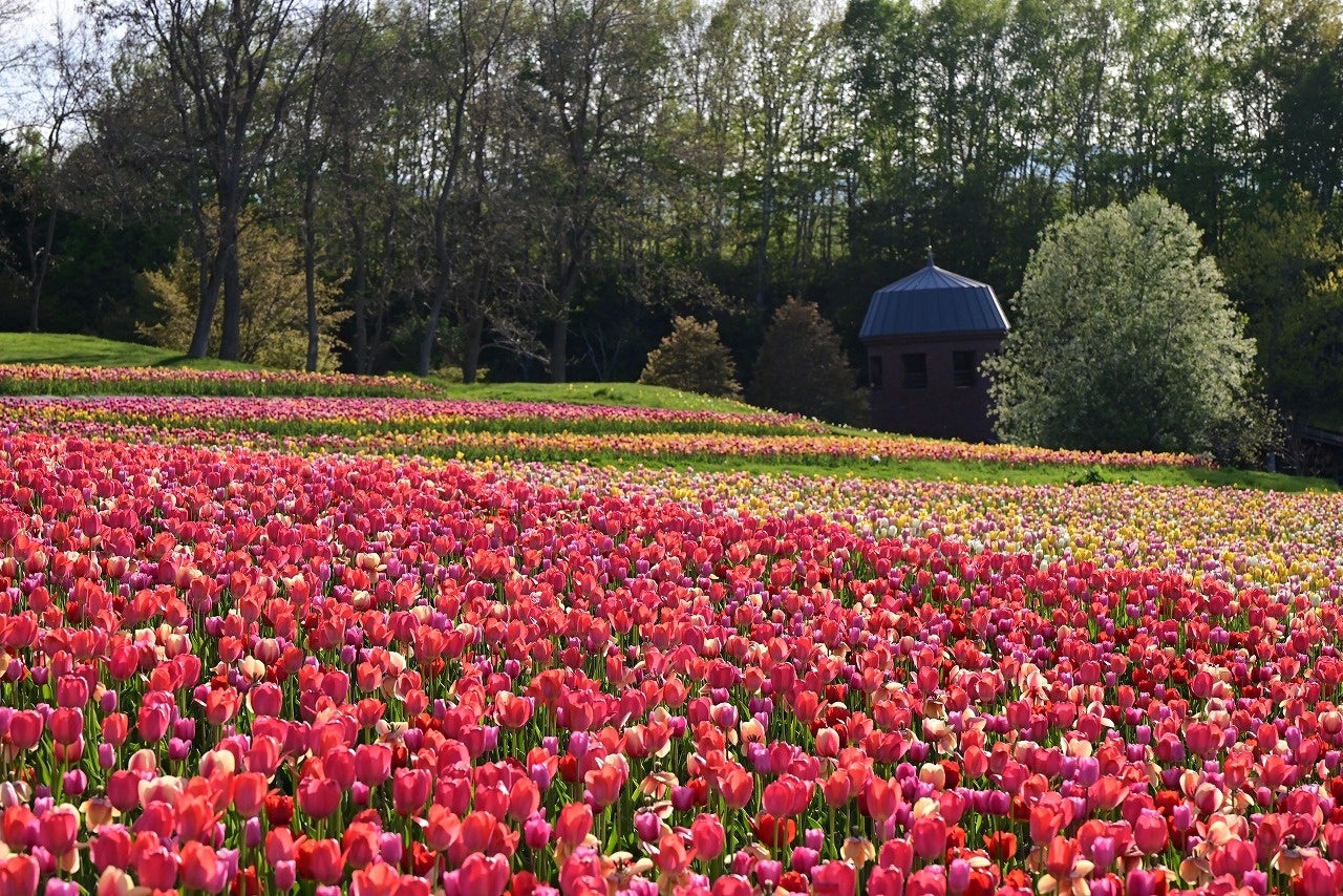 札幌近郊最大！25万本のチューリップ満開！（国営滝野すずらん丘陵公園）