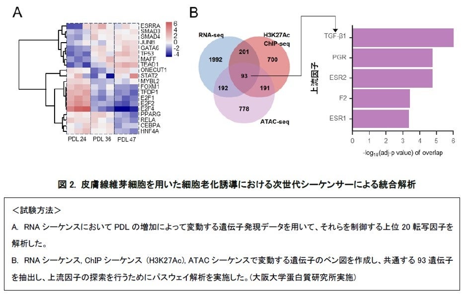 データサイエンスの活用により皮膚老化に対し効果的な因子がトロンボスポンジン-1（THBS1）※１であることが判明