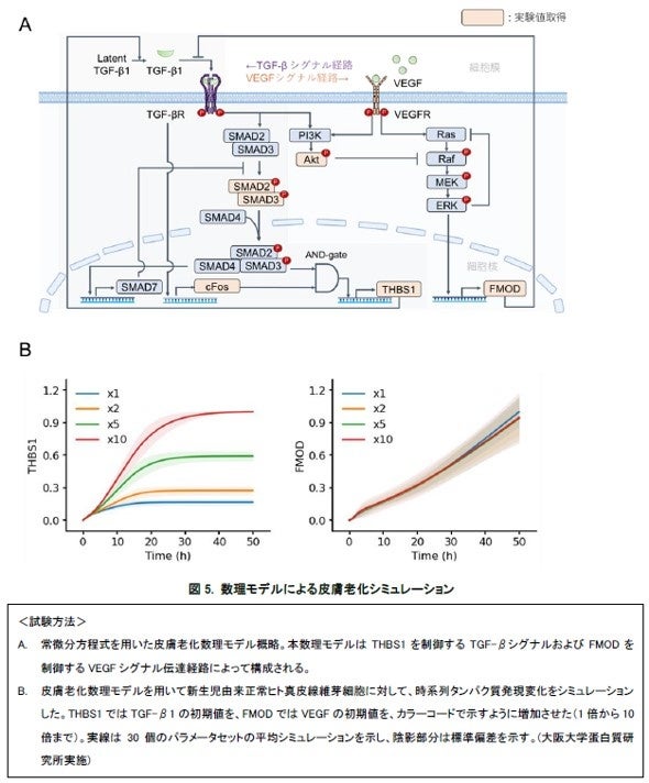 データサイエンスの活用により皮膚老化に対し効果的な因子がトロンボスポンジン-1（THBS1）※１であることが判明