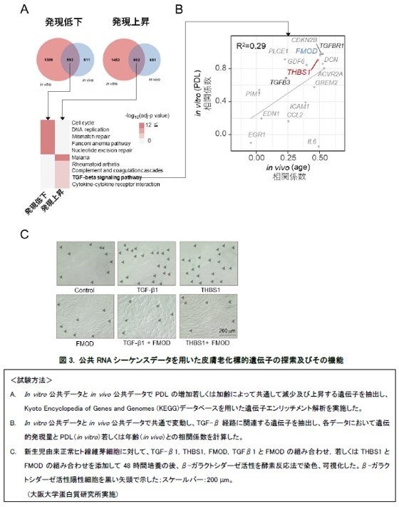 データサイエンスの活用により皮膚老化に対し効果的な因子がトロンボスポンジン-1（THBS1）※１であることが判明