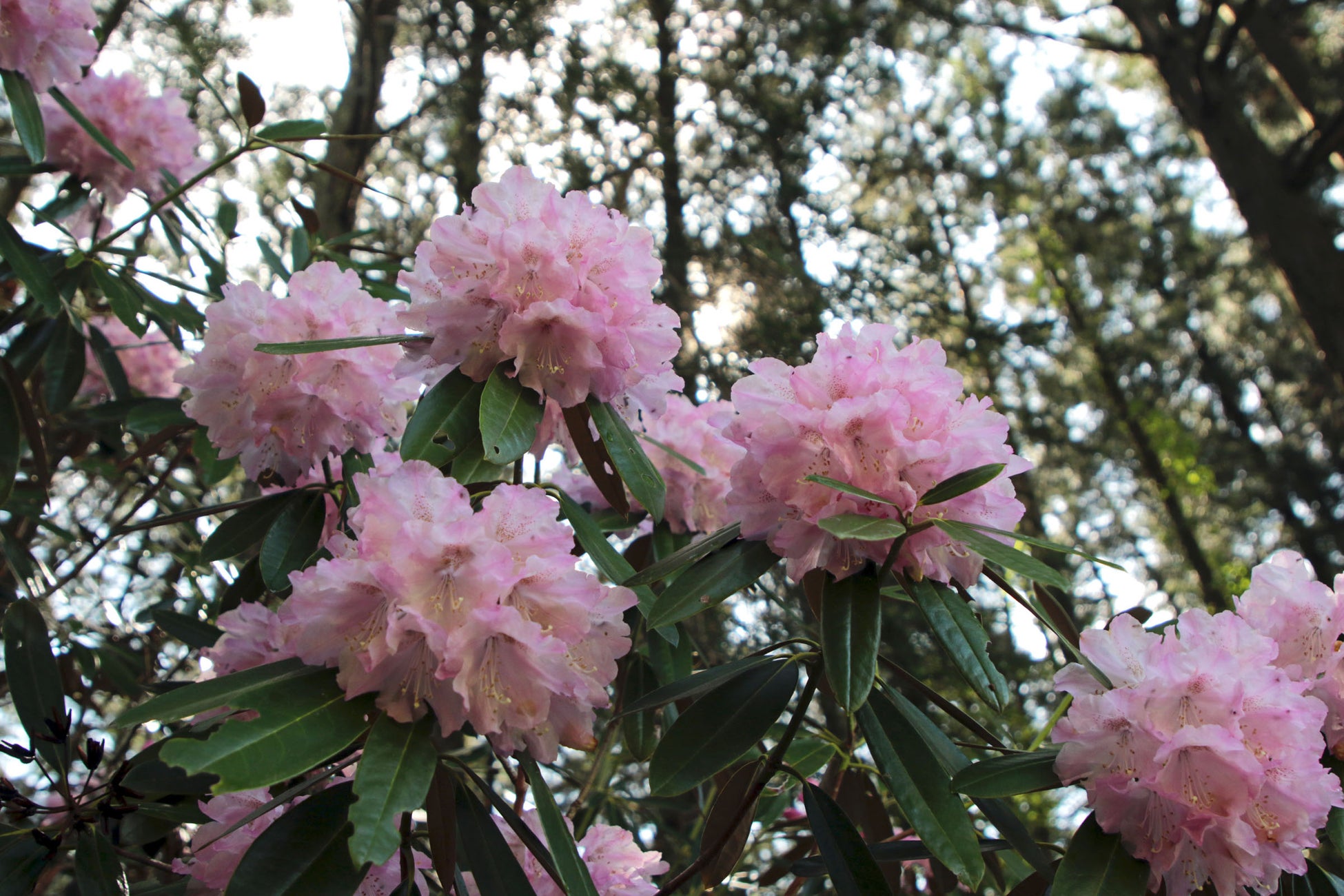 富士花鳥園：アジサイ、シャクナゲが見頃を迎えています　Fuji Kachoen: Hydrangeas and rhododendrons are i...