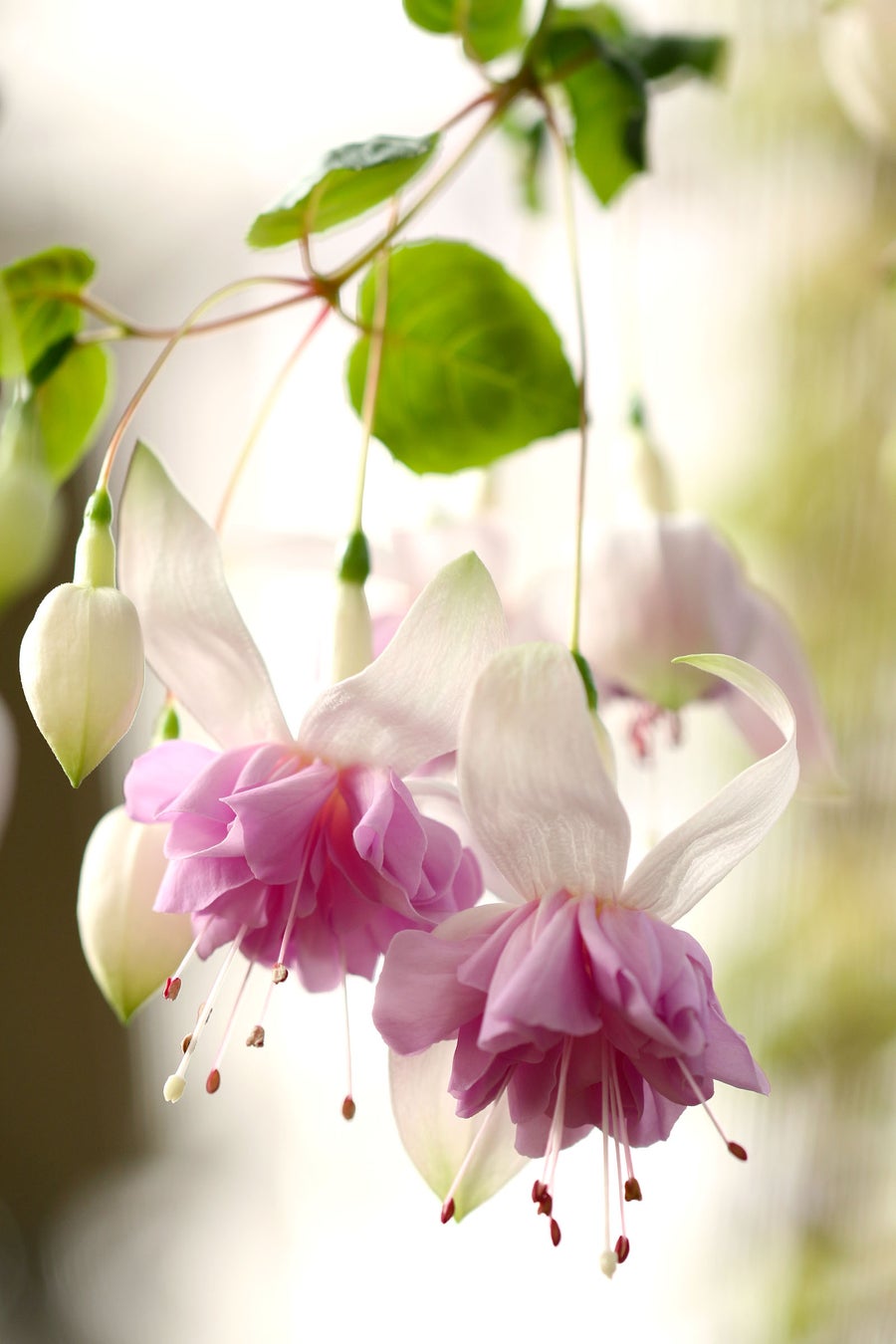 富士花鳥園：アジサイ、シャクナゲが見頃を迎えています　Fuji Kachoen: Hydrangeas and rhododendrons are i...