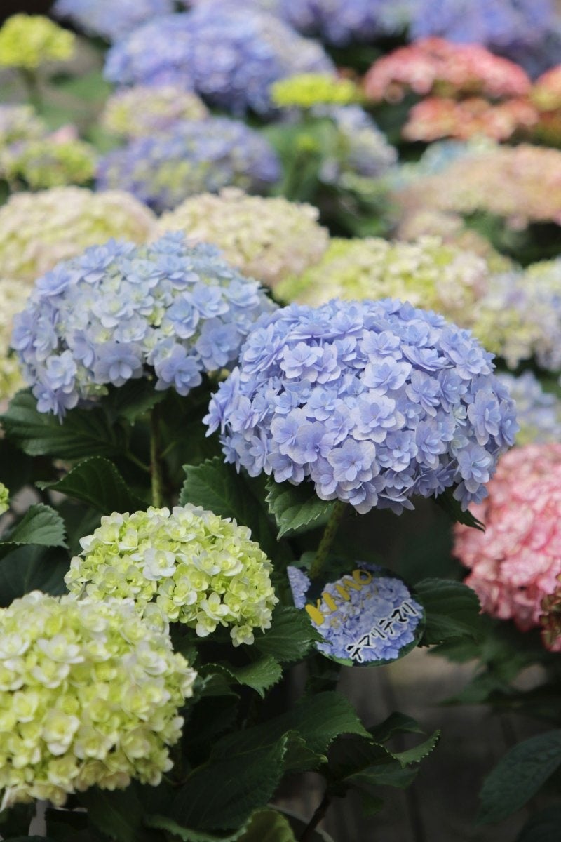 富士花鳥園：アジサイ、シャクナゲが見頃を迎えています　Fuji Kachoen: Hydrangeas and rhododendrons are i...