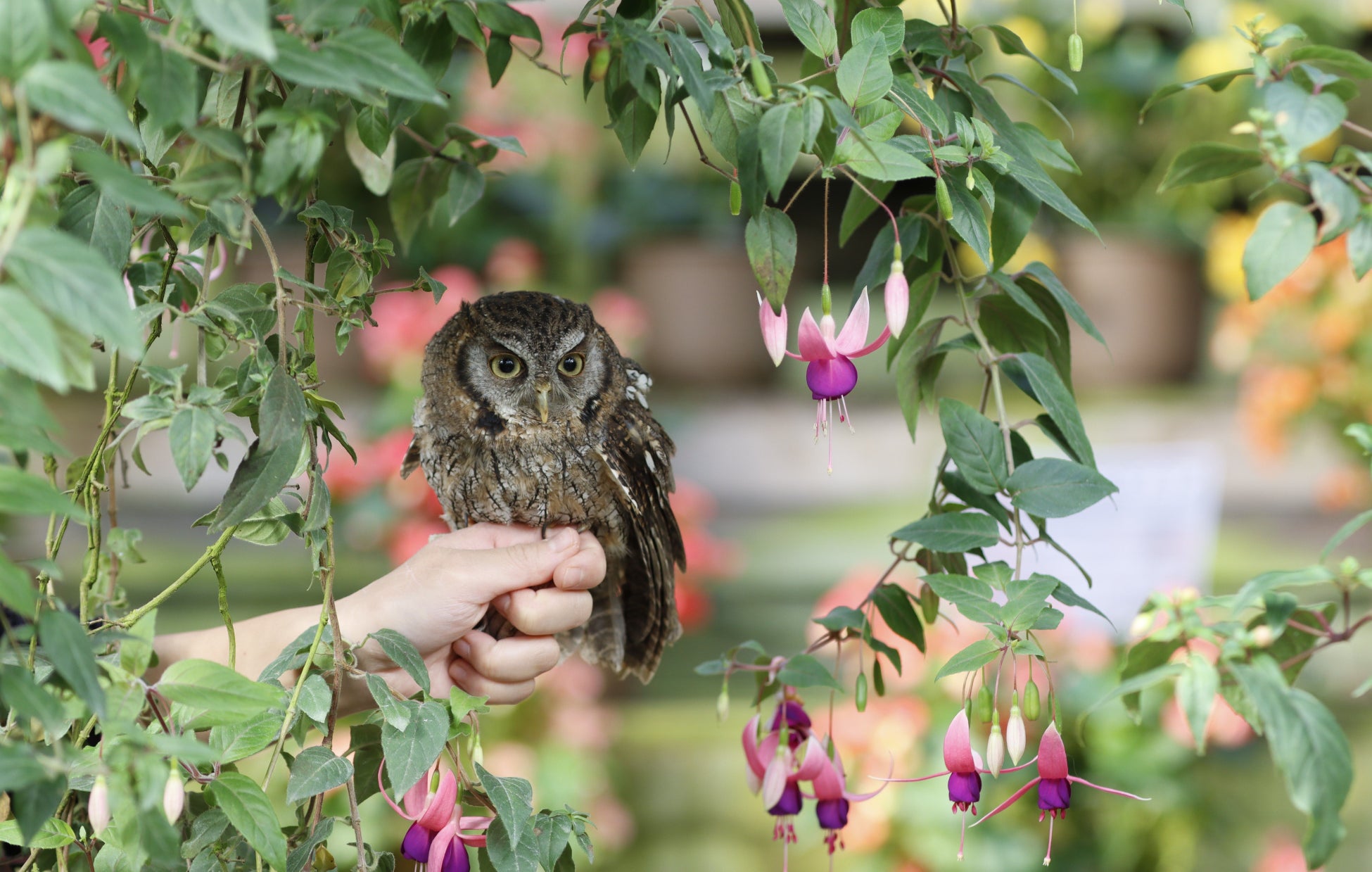 富士花鳥園：アジサイ、シャクナゲが見頃を迎えています　Fuji Kachoen: Hydrangeas and rhododendrons are i...