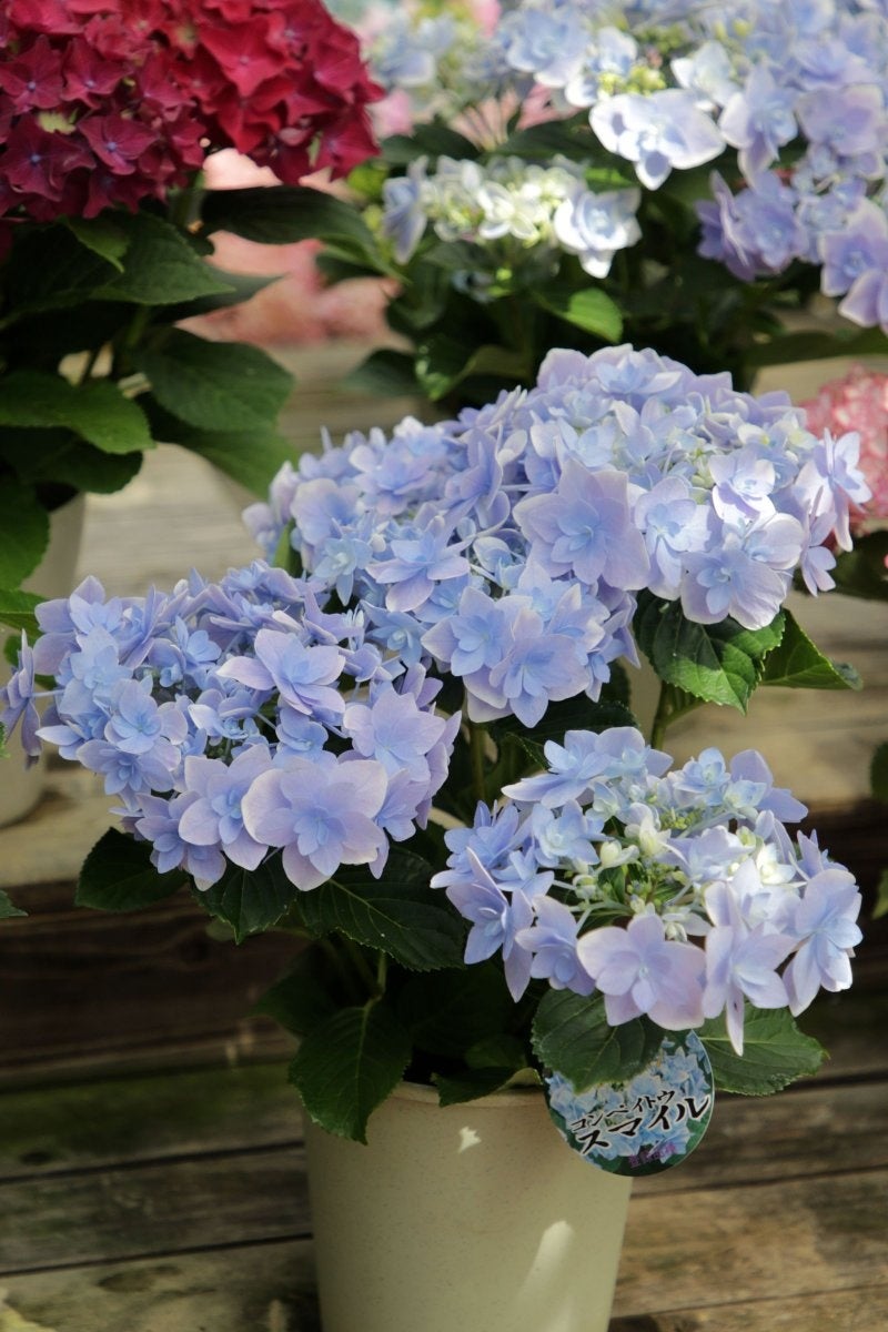 富士花鳥園：アジサイ、シャクナゲが見頃を迎えています　Fuji Kachoen: Hydrangeas and rhododendrons are i...