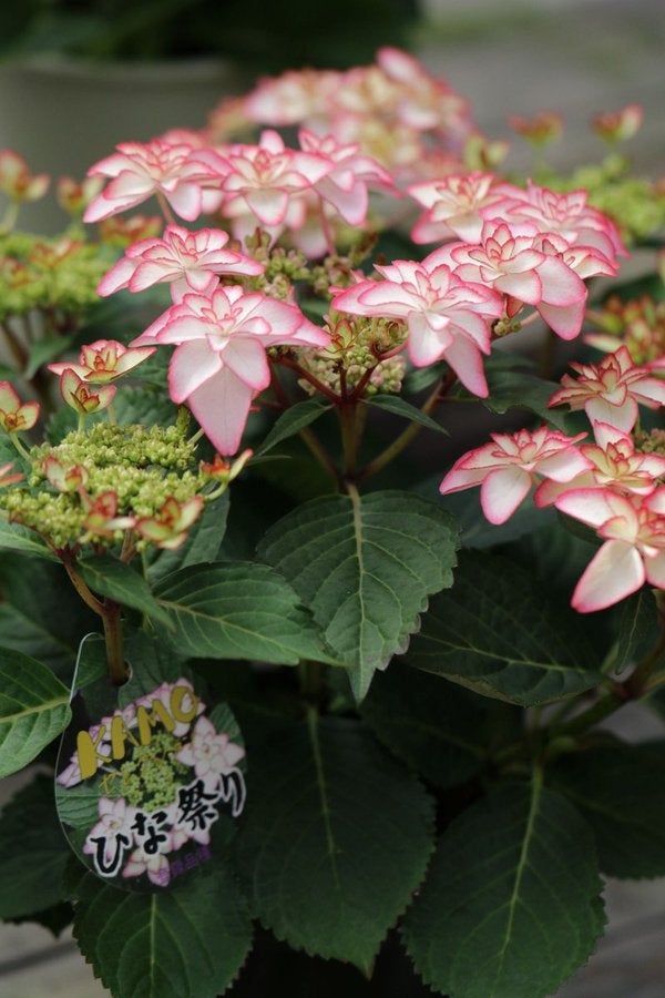 富士花鳥園：アジサイ、シャクナゲが見頃を迎えています　Fuji Kachoen: Hydrangeas and rhododendrons are i...