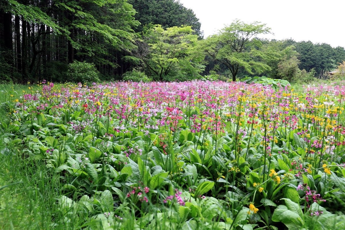 富士花鳥園：アジサイ、シャクナゲが見頃を迎えています　Fuji Kachoen: Hydrangeas and rhododendrons are i...