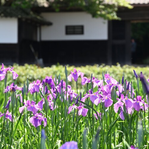 加茂荘花鳥園：お花の咲き具合情報（2024年5月4日）Kamoso Kachoen: Flower Bloom Information (May 4, 2024)