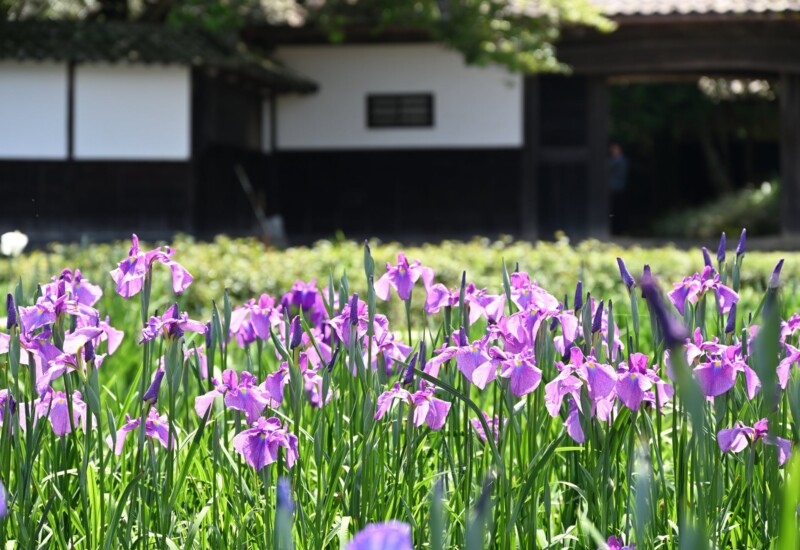 加茂荘花鳥園：お花の咲き具合情報（2024年5月4日）Kamoso Kachoen: Flower Bloom Information (May 4, 2024)