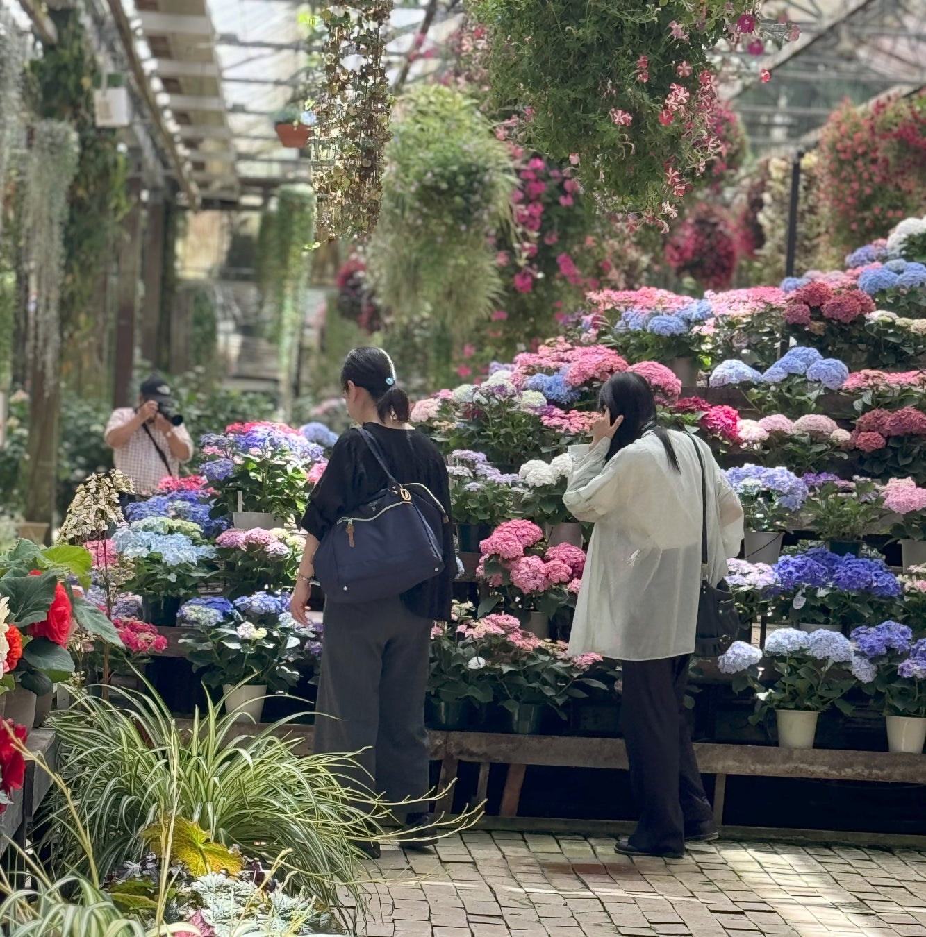 加茂荘花鳥園：お花の咲き具合情報（2024年5月4日）Kamoso Kachoen: Flower Bloom Information (May 4, 2024)