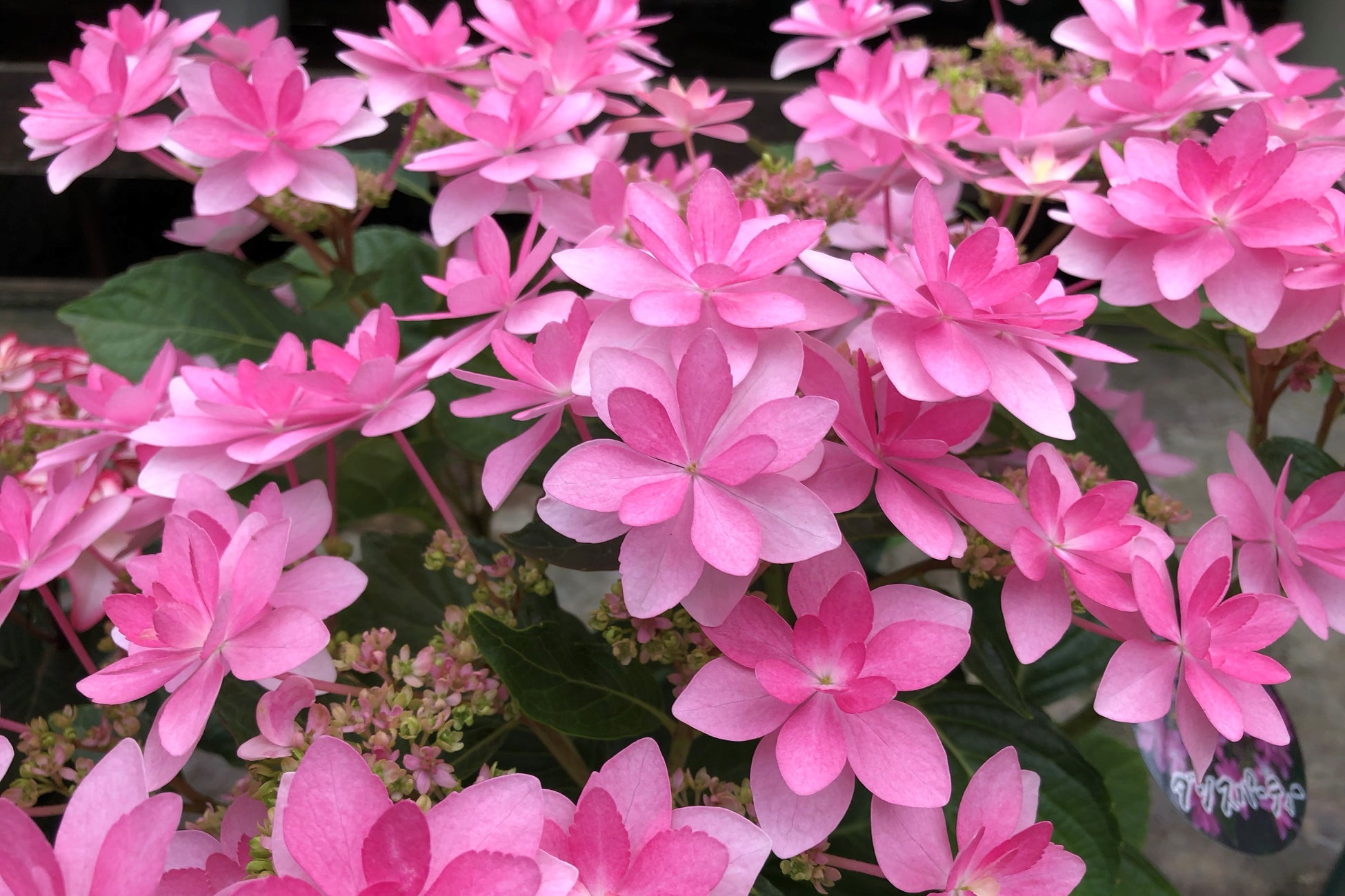 今日は母の日。加茂荘花鳥園と富士花鳥園では、素敵なオリジナルアジサイがお手頃価格で手に入ります。