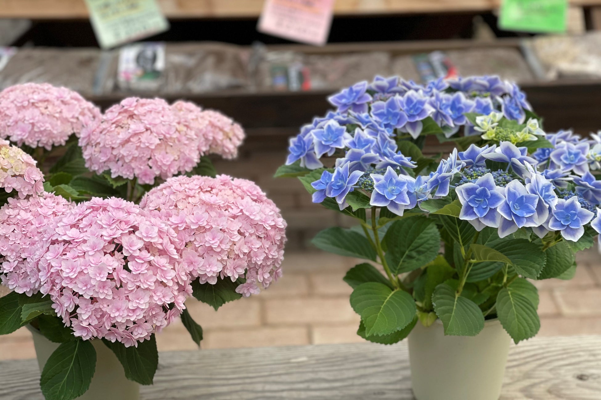 今日は母の日。加茂荘花鳥園と富士花鳥園では、素敵なオリジナルアジサイがお手頃価格で手に入ります。