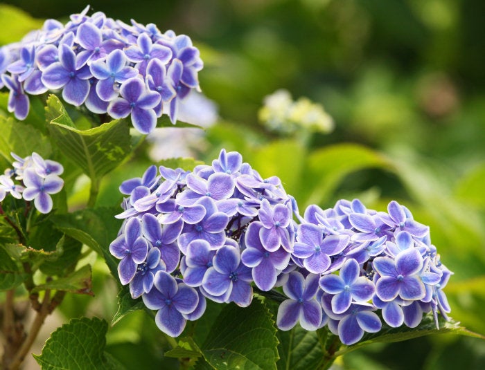 今日は母の日。加茂荘花鳥園と富士花鳥園では、素敵なオリジナルアジサイがお手頃価格で手に入ります。