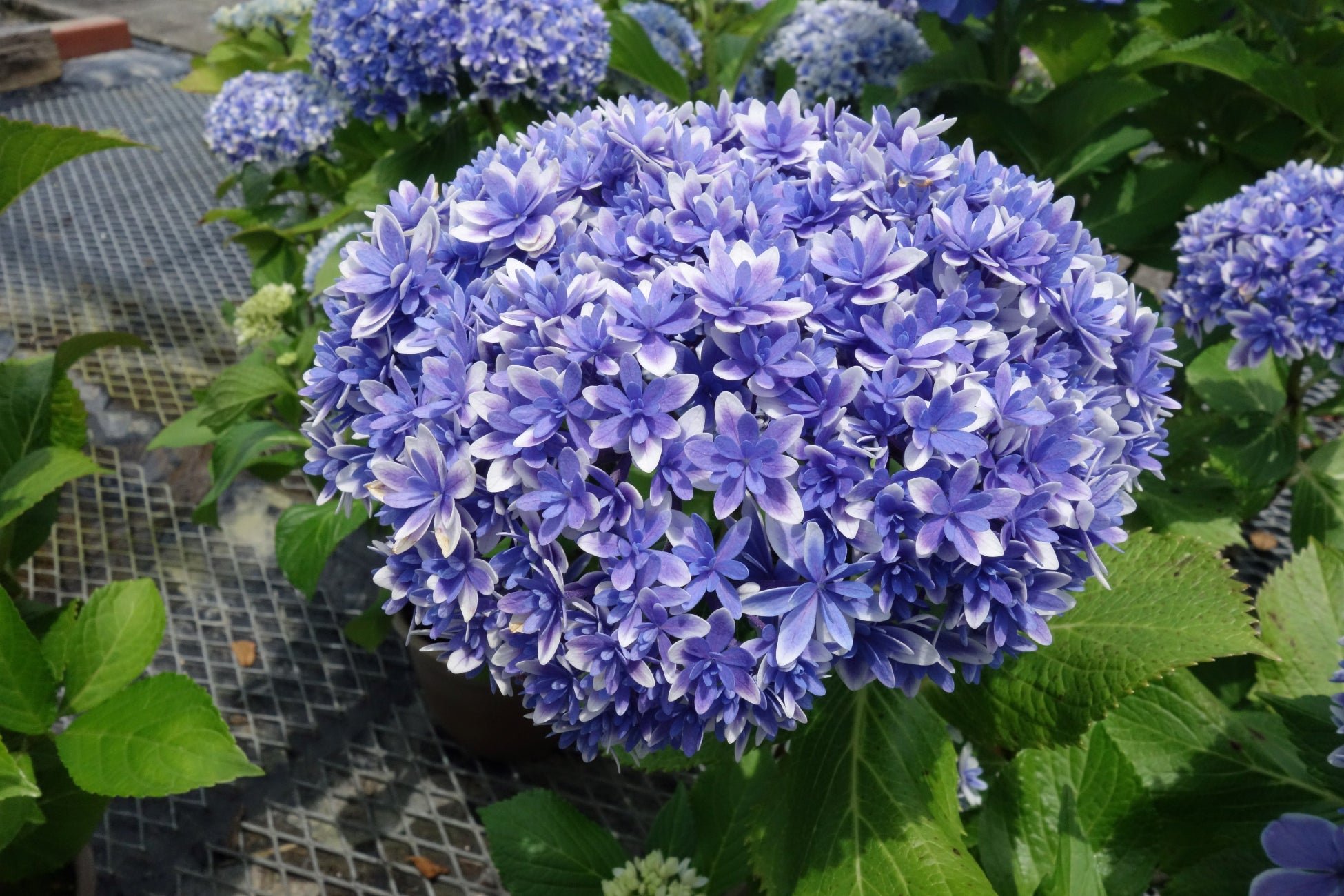 今日は母の日。加茂荘花鳥園と富士花鳥園では、素敵なオリジナルアジサイがお手頃価格で手に入ります。