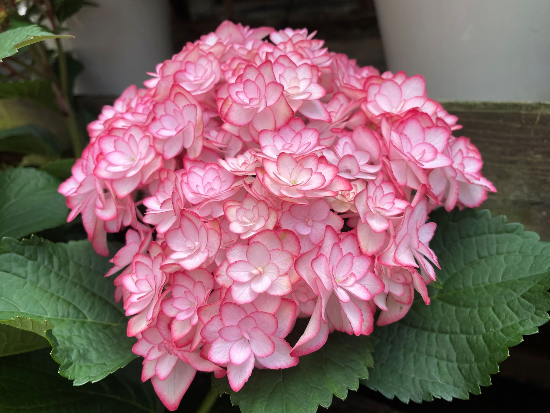 今日は母の日。加茂荘花鳥園と富士花鳥園では、素敵なオリジナルアジサイがお手頃価格で手に入ります。