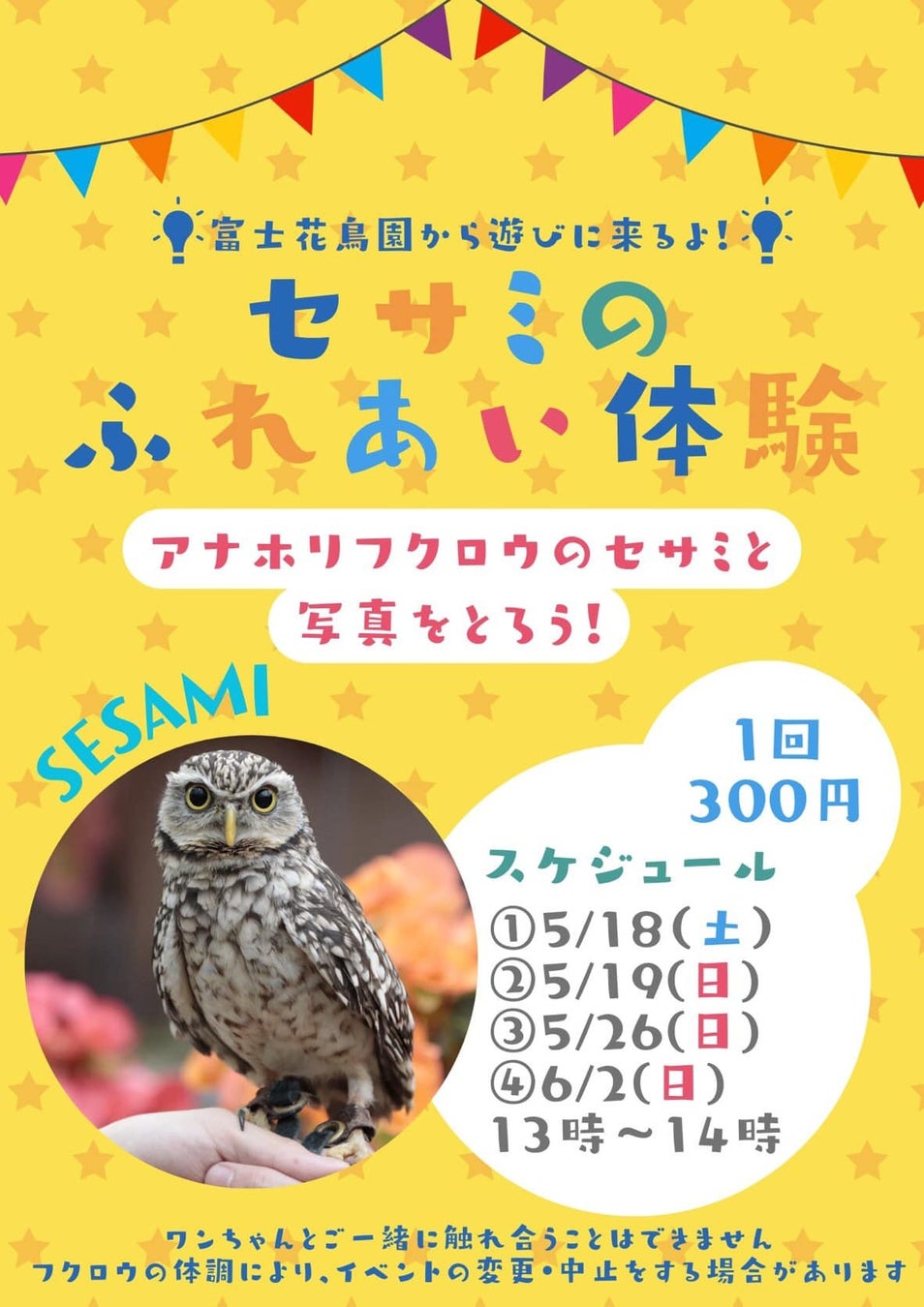 5月19日日曜日は【アナホリフクロウ「セサミ」腕乗せ体験& 抹茶かき氷専門店「忍者茶房 茶助」】のとってもお...