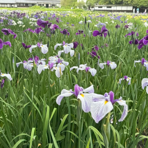 加茂荘花鳥園：お花の咲き具合情報と日曜日のイベント（2024年5月26日）
