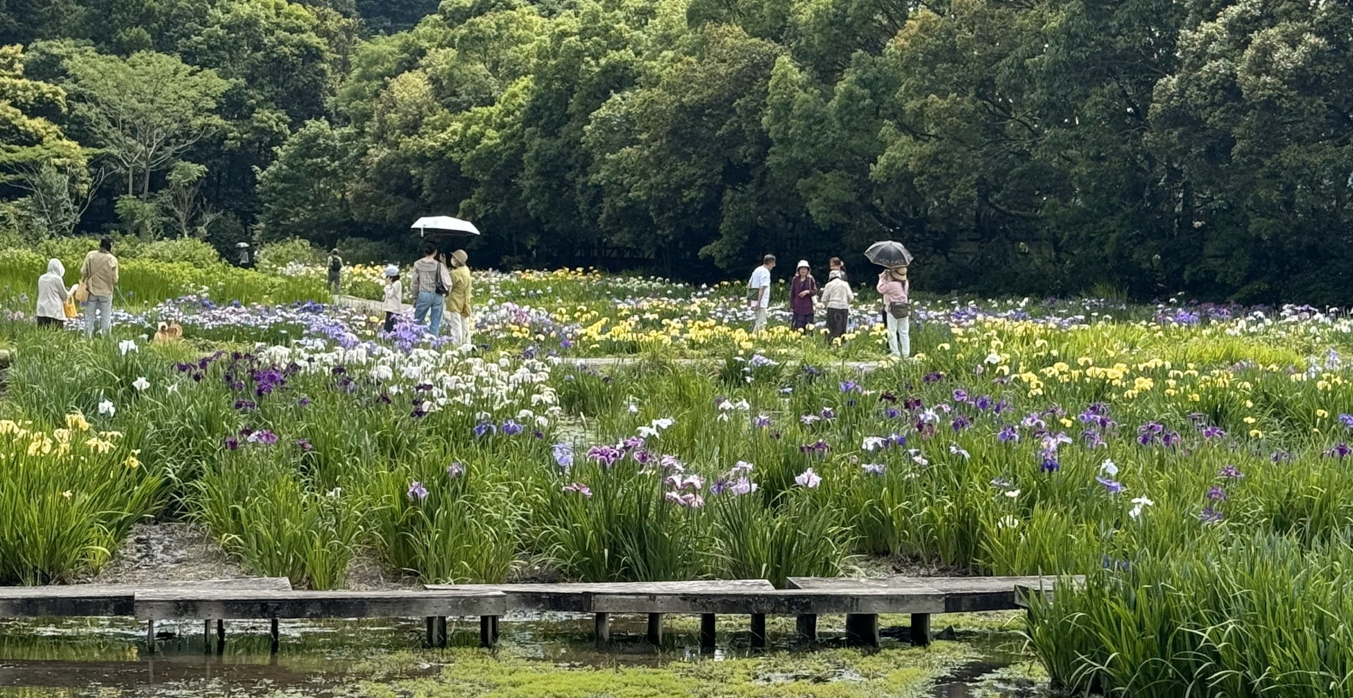 加茂荘花鳥園：お花の咲き具合情報と日曜日のイベント（2024年5月26日）