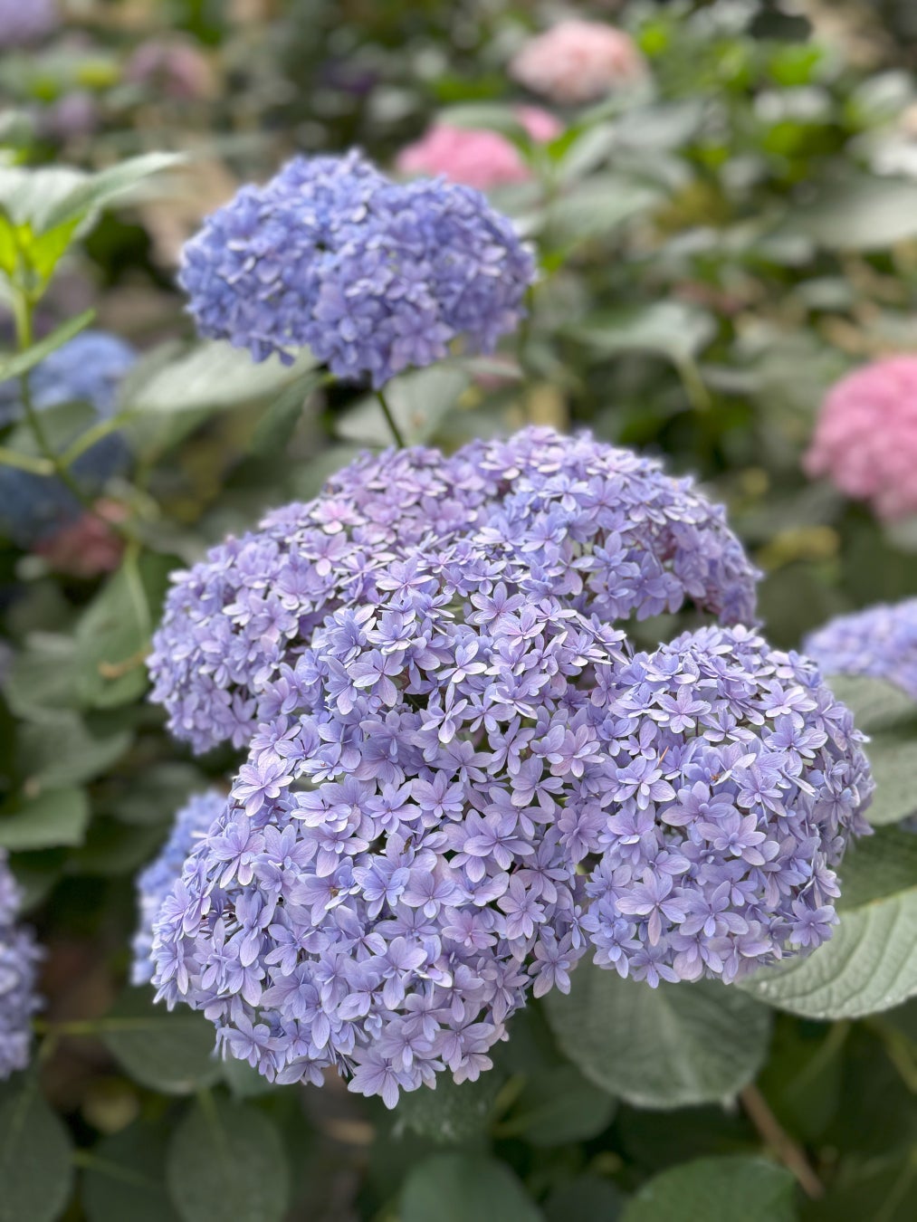 加茂荘花鳥園：お花の咲き具合情報と日曜日のイベント（2024年5月26日）