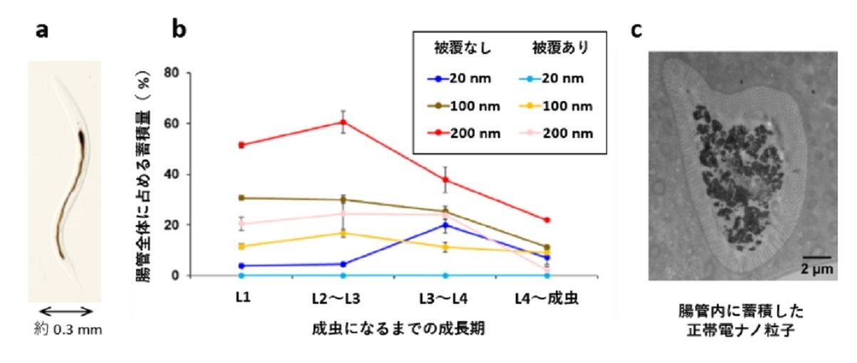 （a）線虫体内に蓄積したナノ粒子の光学顕微鏡像。（b）ポリグリセロール被覆有りと無しのナノ粒子を異なる成長期の線虫（L1～L4）に投与した際の体内蓄積量。（c）腸管腔内に蓄積した正帯電ナノ粒子の電子顕微鏡画像。