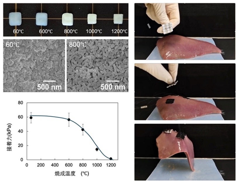 開発したリン酸カルシウム製軟組織接着材の外観、材料を焼く温度にともない接着力が変化します（左写真とグラフ）。右写真は、本接着材を用いたブタ肝臓の持ち上げ実験の様子です
