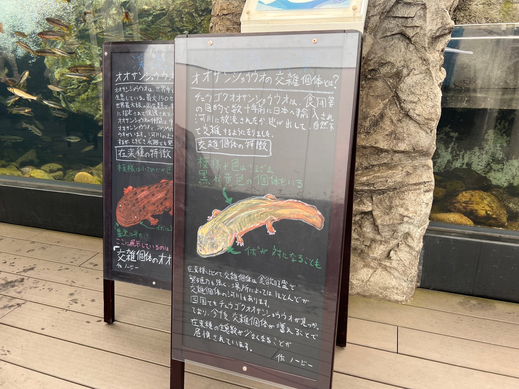 四国水族館でオオサンショウウオの交雑個体を展示中