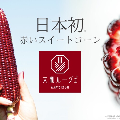 人気急上昇！【日本初*】赤いスイートコーン『大和ルージュ®』の収穫が今年も全国各地で始まりました！