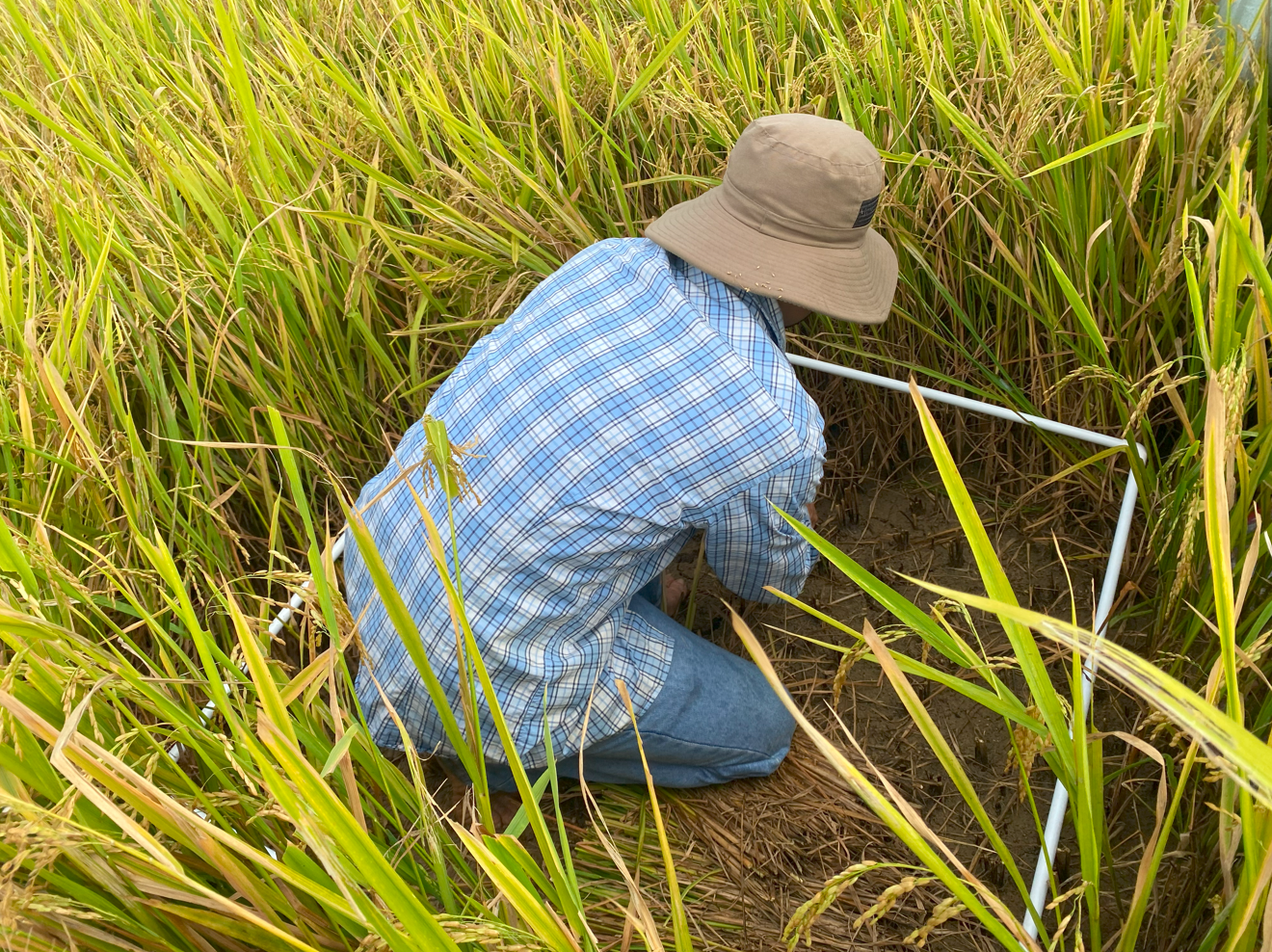 株式会社フェイガー、ベトナム国営農業機関NAECとベトナム全土100万haでの水田プロジェクト実施に向けてMOUを...