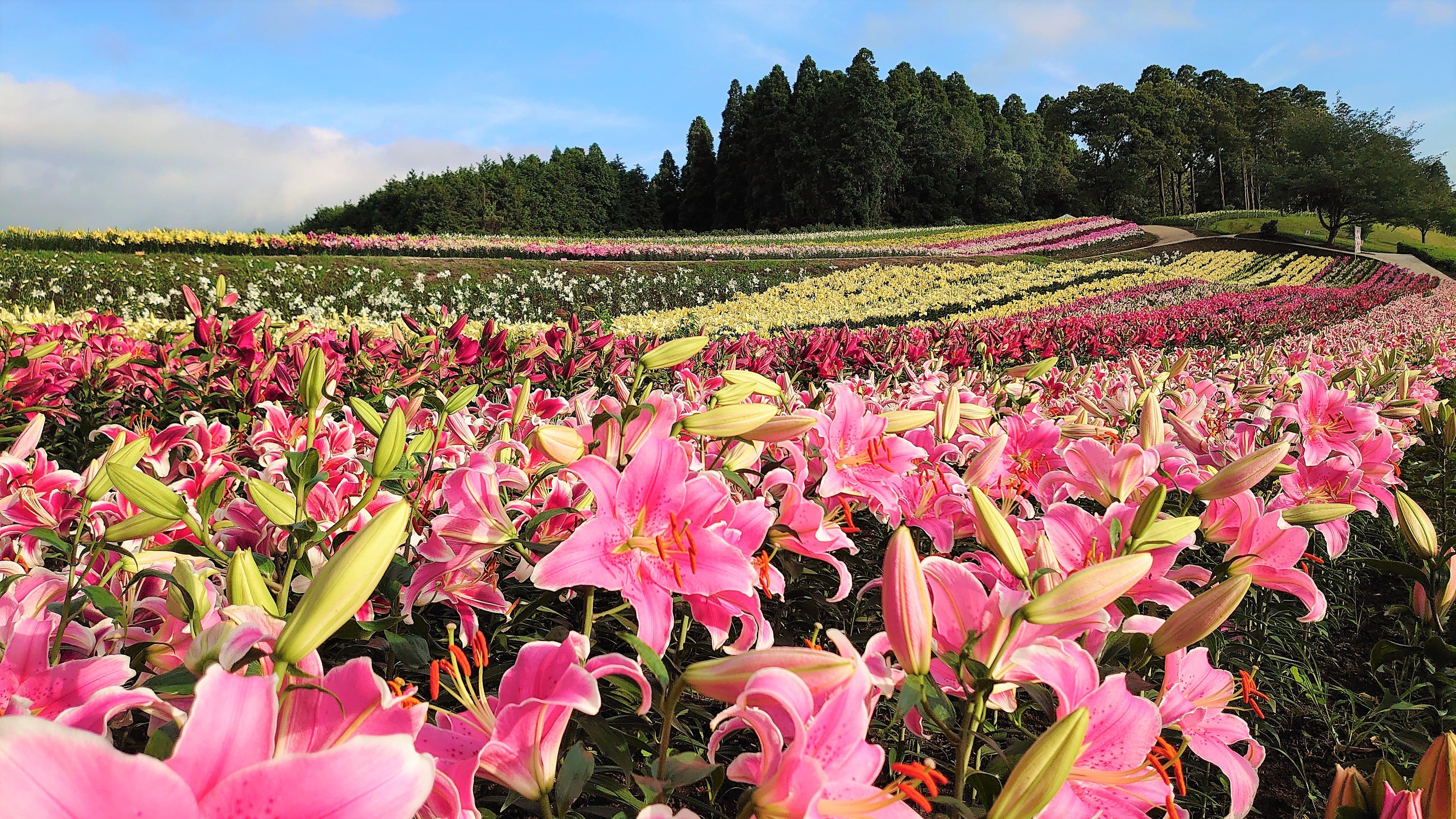 風が運ぶ初夏の絶景