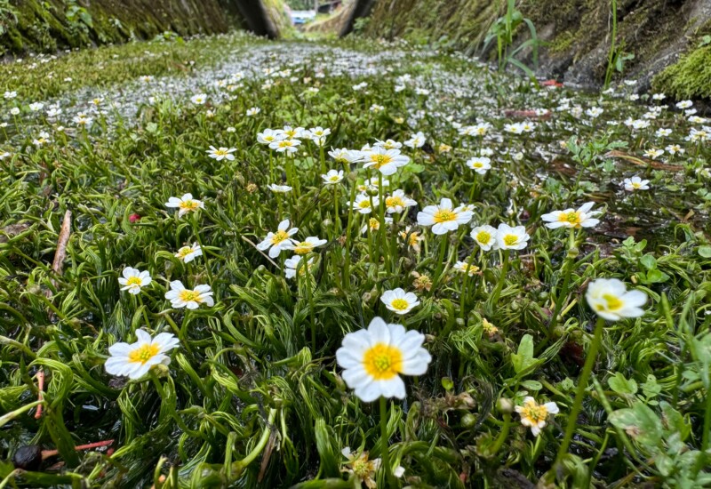 【岐阜県高山市】一之宮町の常泉寺川でバイカモ（梅花藻）が咲き始めました