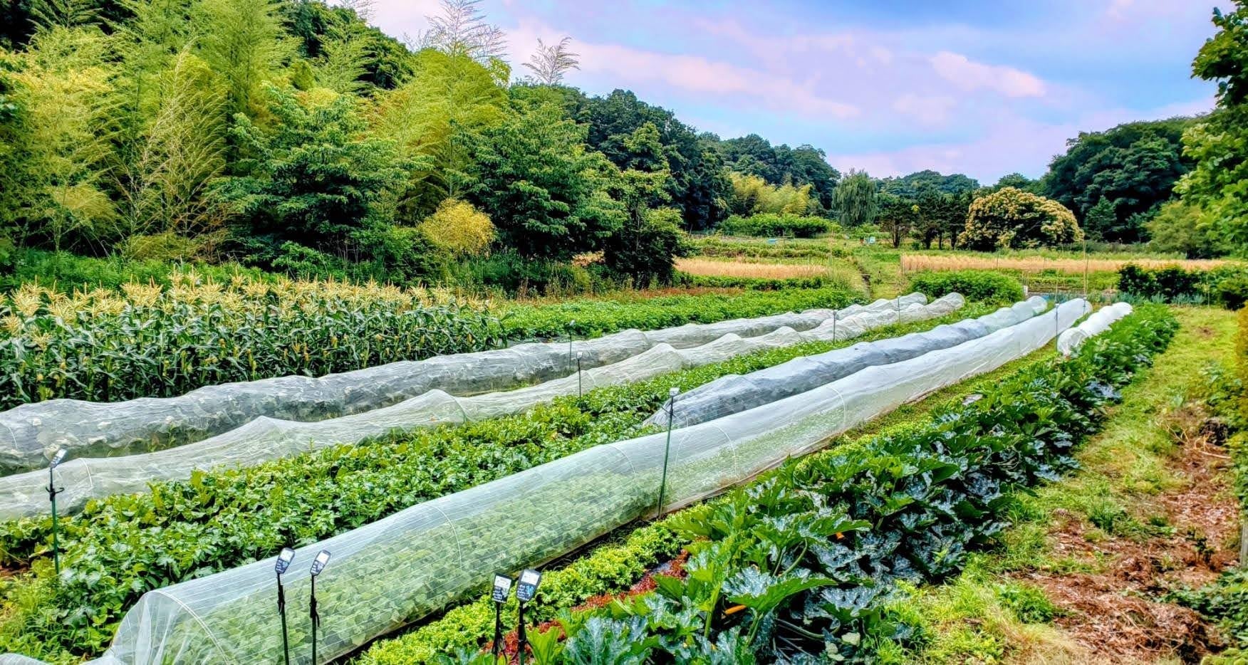 さいたま市の『農園 四季巡り』が面積5倍に拡大！年間100品種の野菜が採り放題