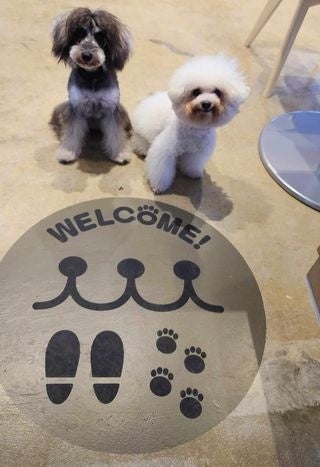 那覇市新都心の犬と人間が一緒に過ごせるソーシャルクラブMACOA Café (マコアカフェ)