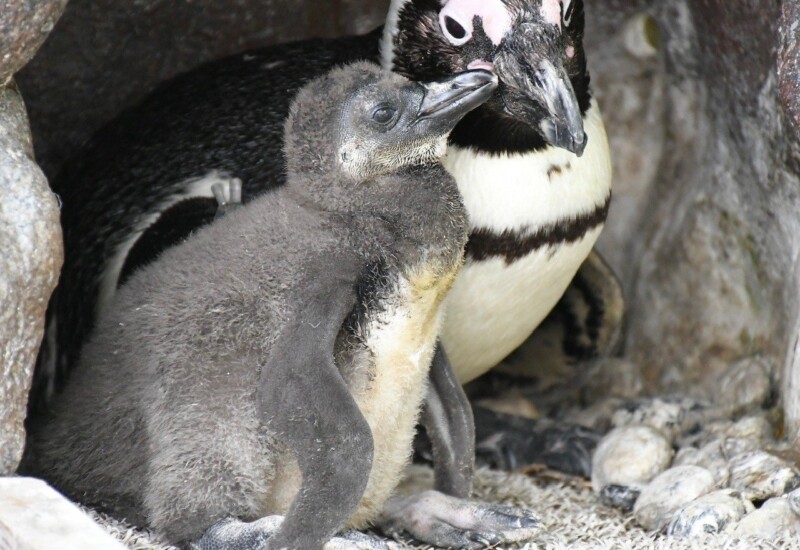 飼育スタッフもびっくり！驚異の成長スピードを見せるケープペンギンの赤ちゃんの愛称投票！