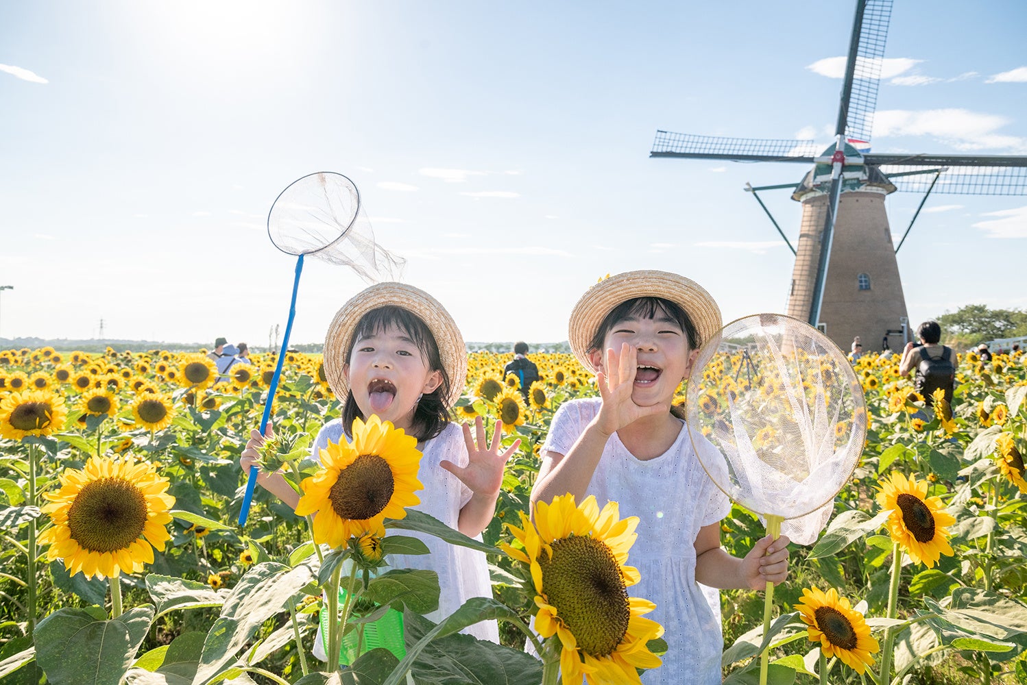 【千葉県佐倉市】青空のもと黄金の絨毯「風車のひまわりガーデン」開催（7/6～）