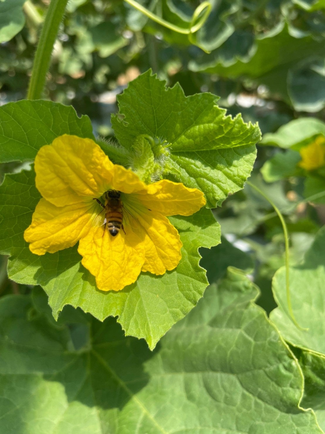 奈良・類農園で7月下旬からメロンの収穫開始　ミツバチの力を借りた希少な有機メロン「あま玉」　昨年は1500...