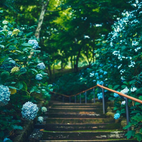 神戸の”隠れアジサイスポット？”神戸布引ハーブ園。「アジサイ」が見ごろを迎えました。園内の各所に様々なロ...