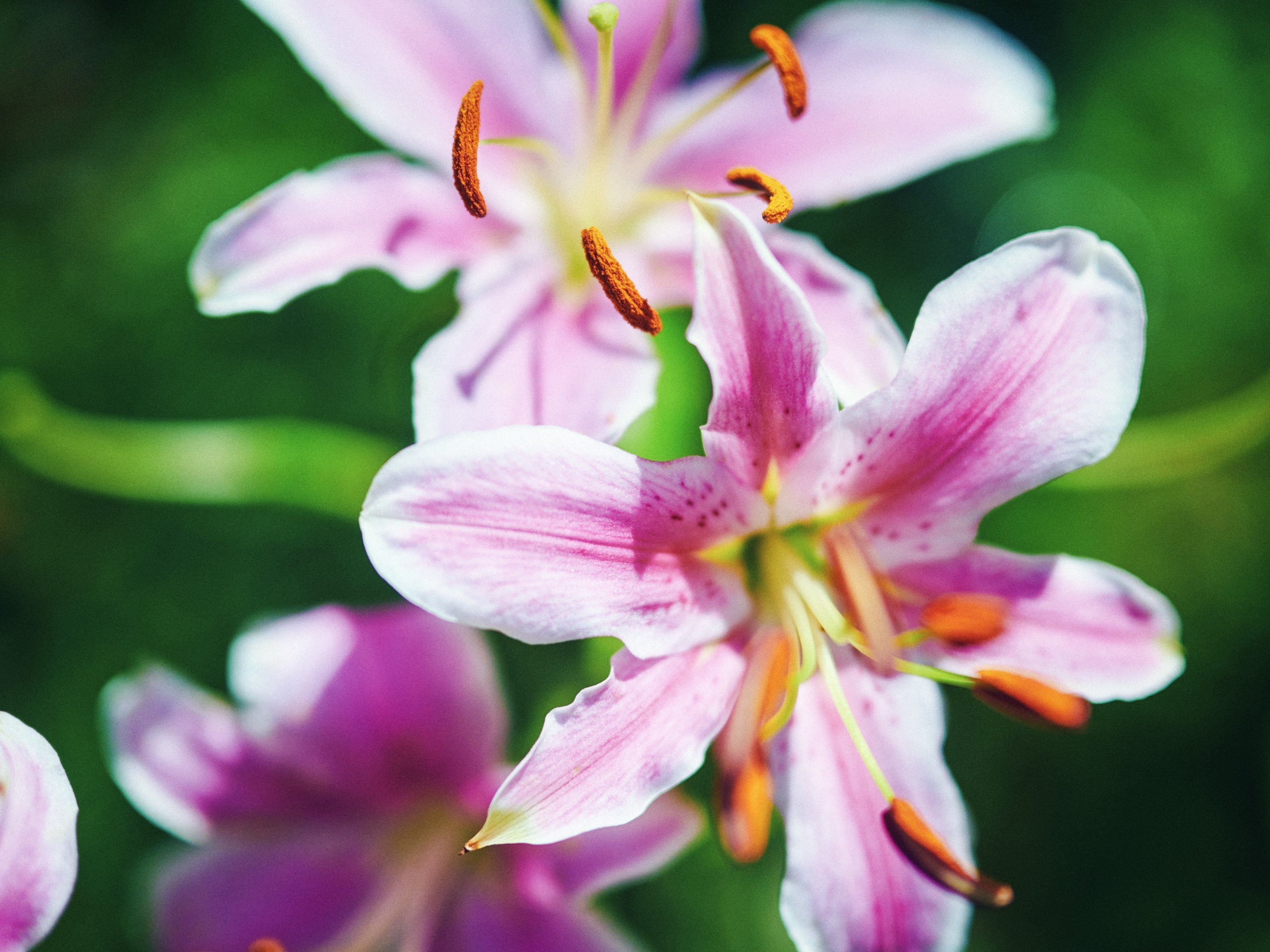撮影スポットで人気の黄色、ピンクに一面が彩る初夏のユリ花畑。山上のリゾート”神戸布引ハーブ園”では「ユリ...