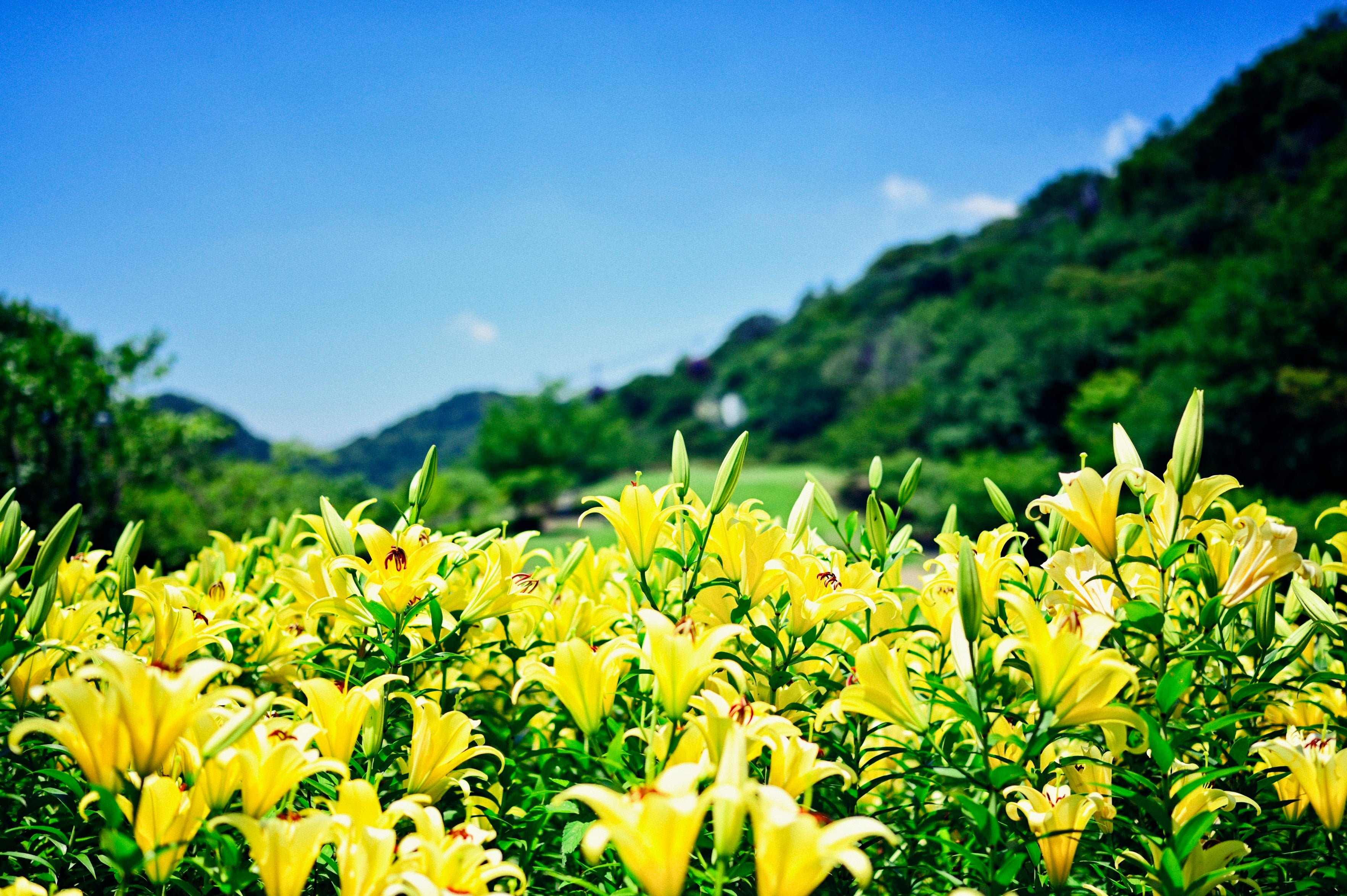 撮影スポットで人気の黄色、ピンクに一面が彩る初夏のユリ花畑。山上のリゾート”神戸布引ハーブ園”では「ユリ...