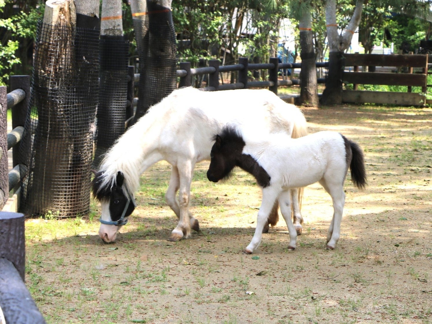 動物ベビーラッシュ到来【国営海の中道海浜公園】