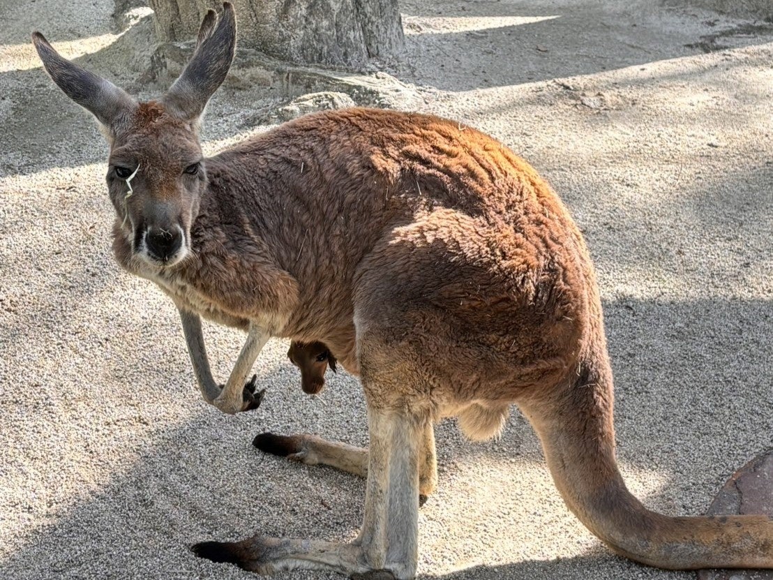 動物ベビーラッシュ到来【国営海の中道海浜公園】