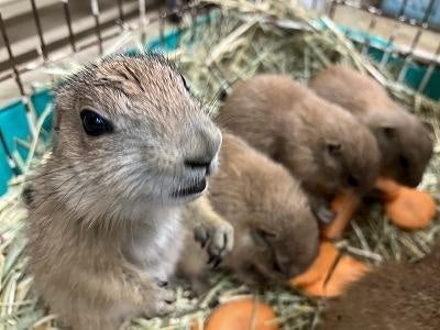 動物ベビーラッシュ到来【国営海の中道海浜公園】