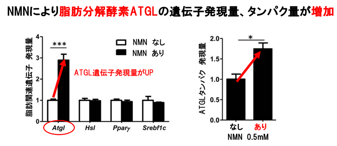 【研究報告】NMNの肥満に対する効果と、そのメカニズムを解明した論文を発表
