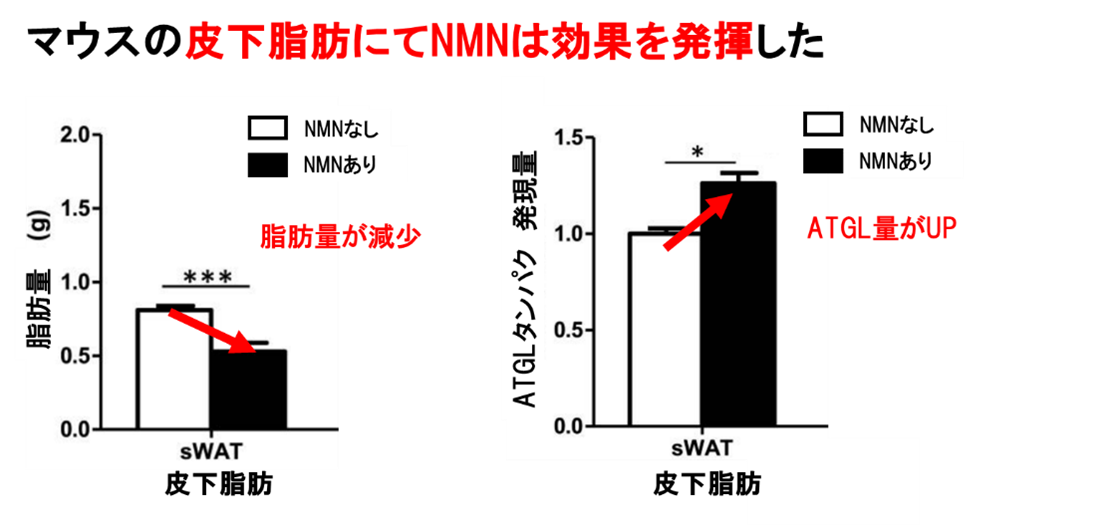【研究報告】NMNの肥満に対する効果と、そのメカニズムを解明した論文を発表