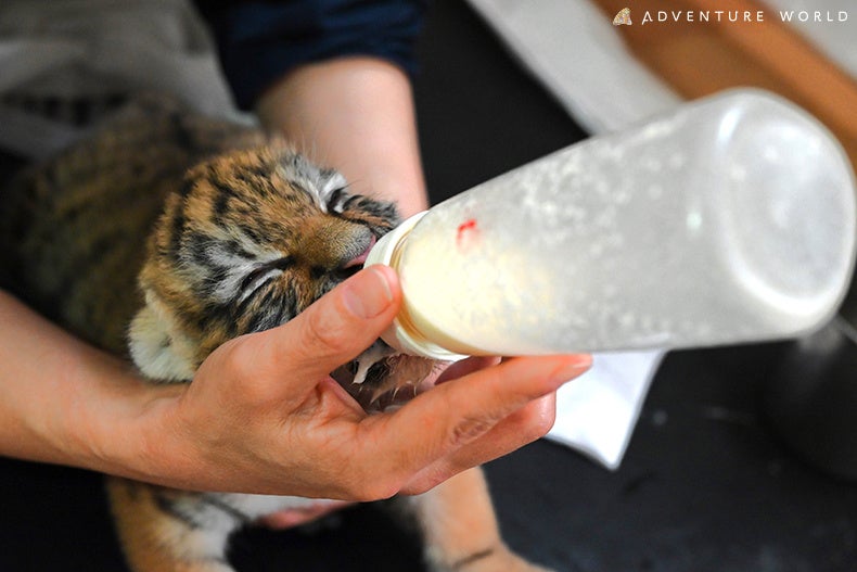 ５月１９日生まれ、生後１か月を迎えるアムールトラの赤ちゃん６月１７日（月）より一般公開開始人工保育の様...